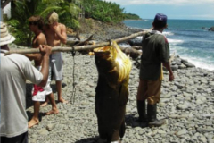 panama grouper
