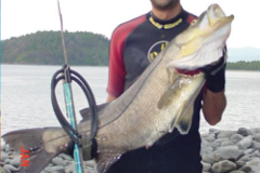 panama snook
