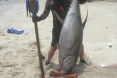 yellowfin tuna panama