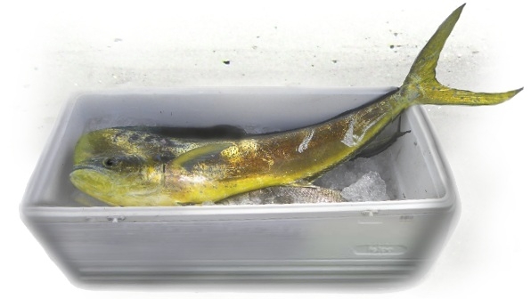 panama dorado