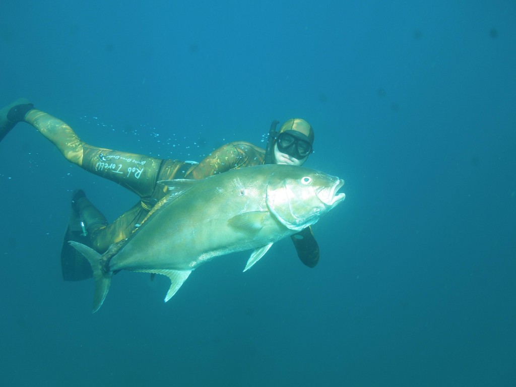 spearfishing amberjack in panama