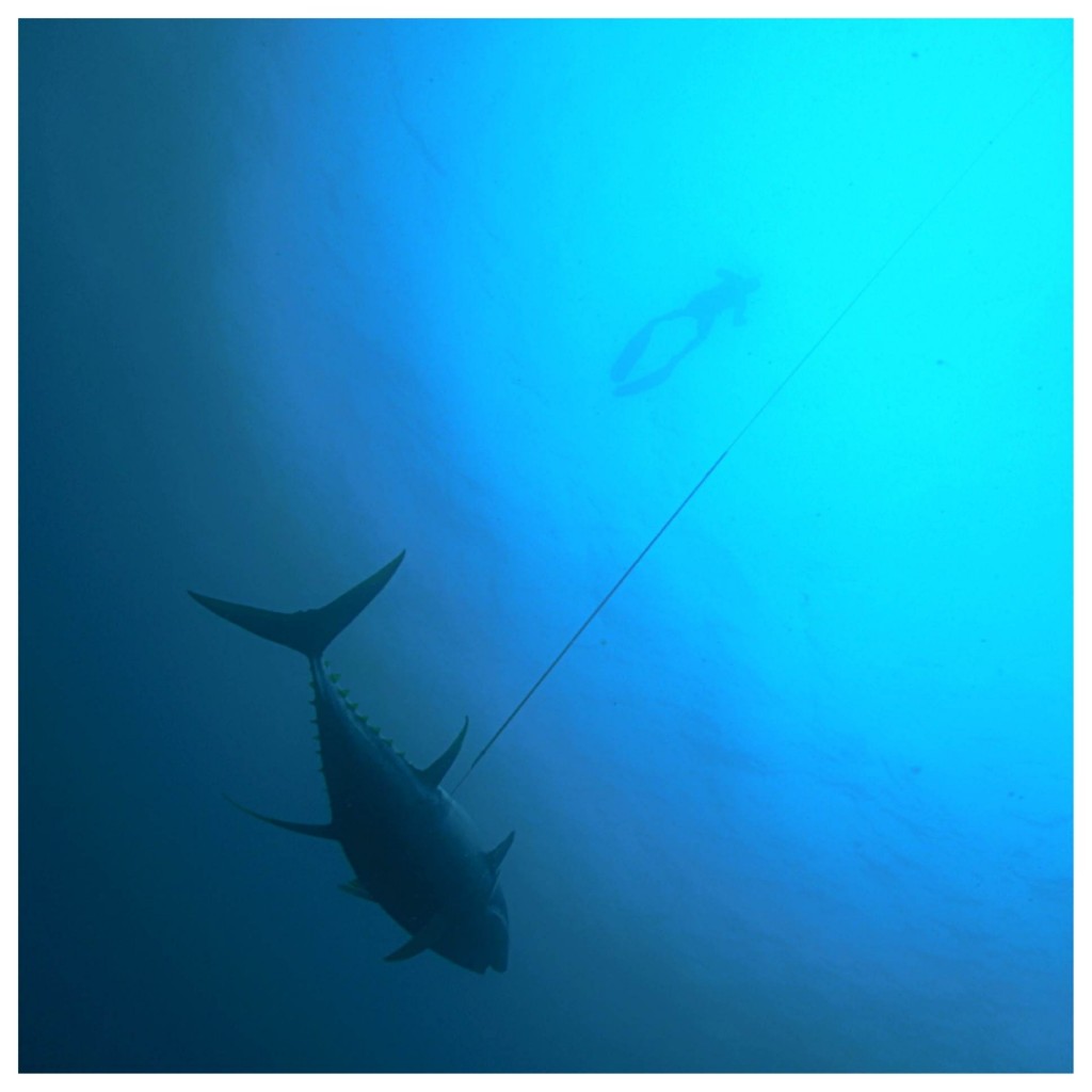 spearfishing tuna depth