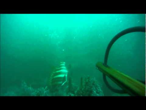 Quick Video From the other day diving at the River Mouth At Morro Negrito