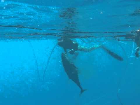 Spearfishing Panama Trailer