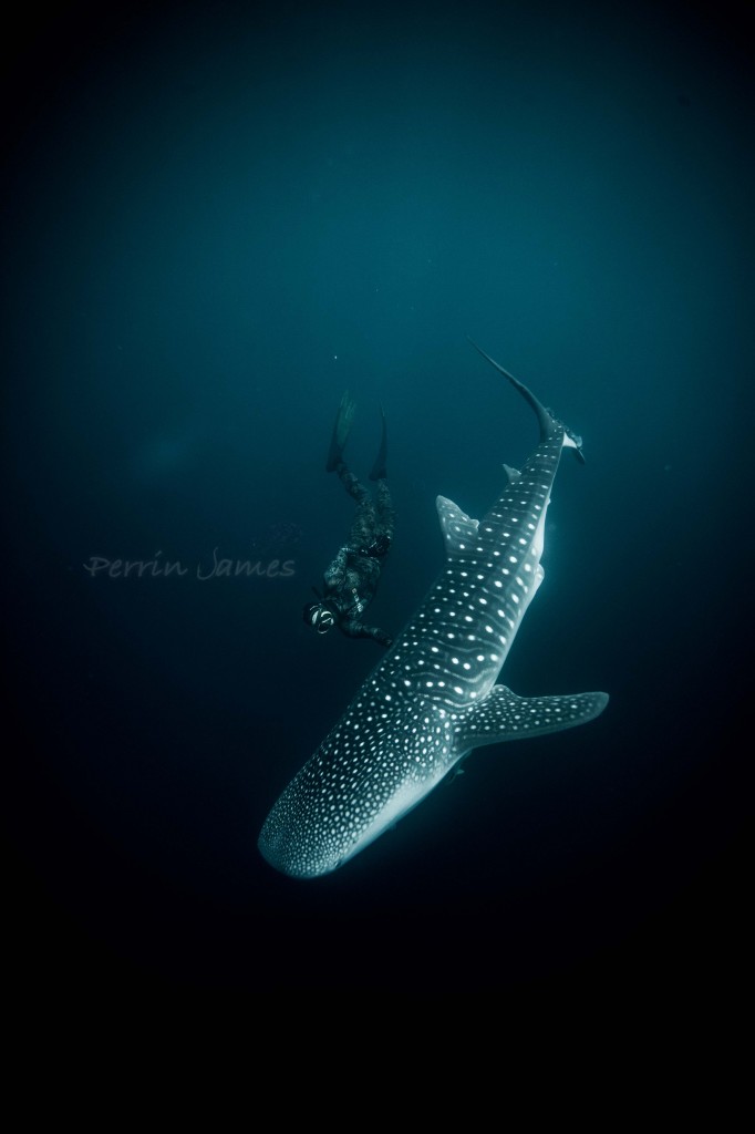 Panama Whale Shark