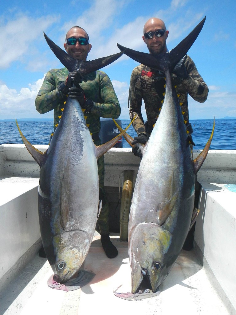 spearfishing yellowfin tuna